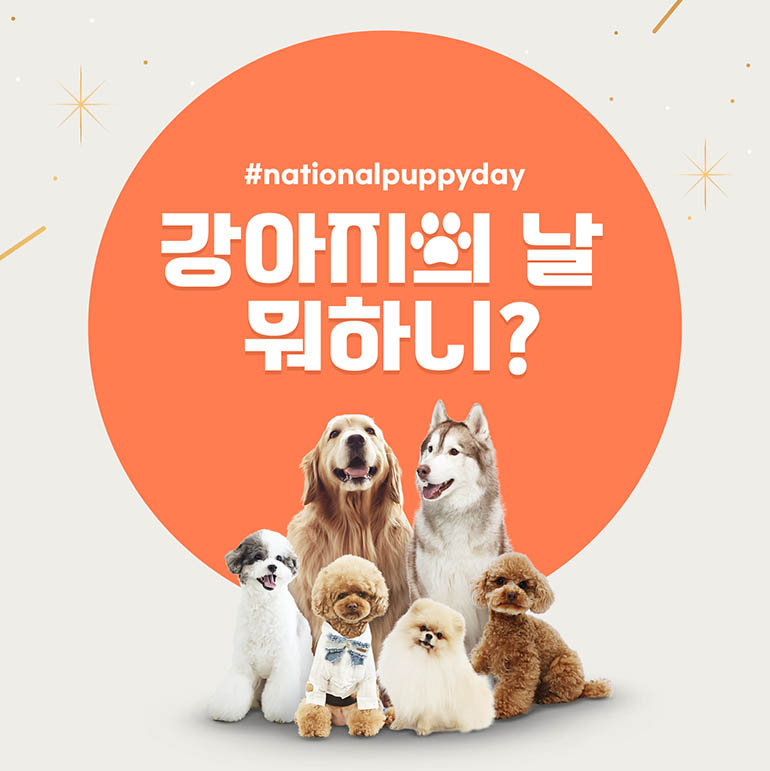 강아지의 날 강아지의 날 뭐하니? #nationalpupppyday